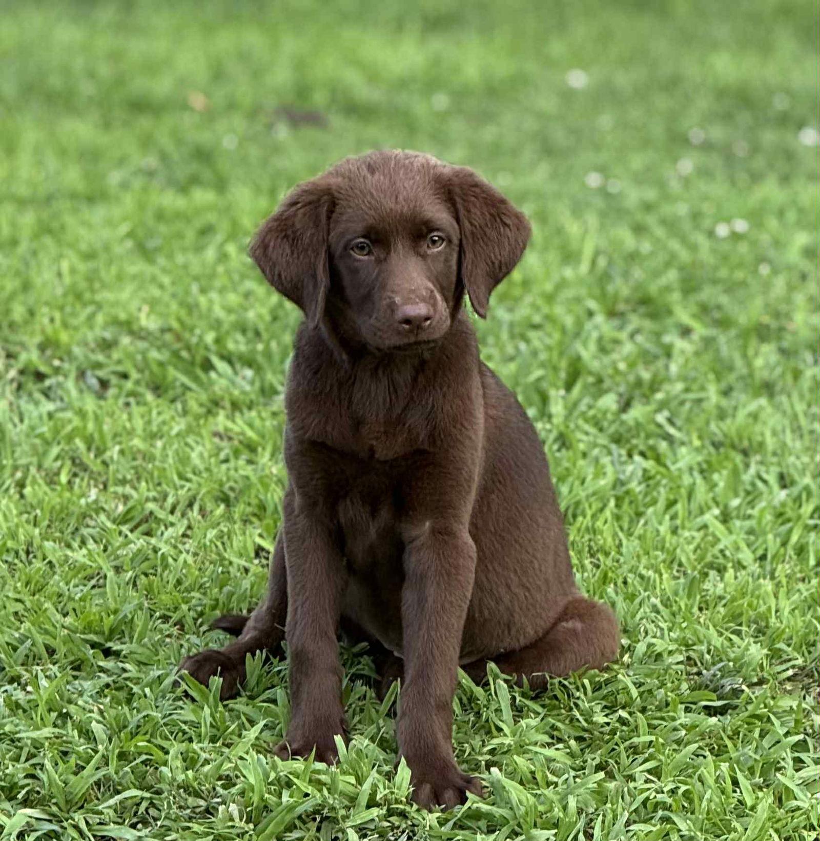 Java, Adopted, Young Female Labrador Retriever.
