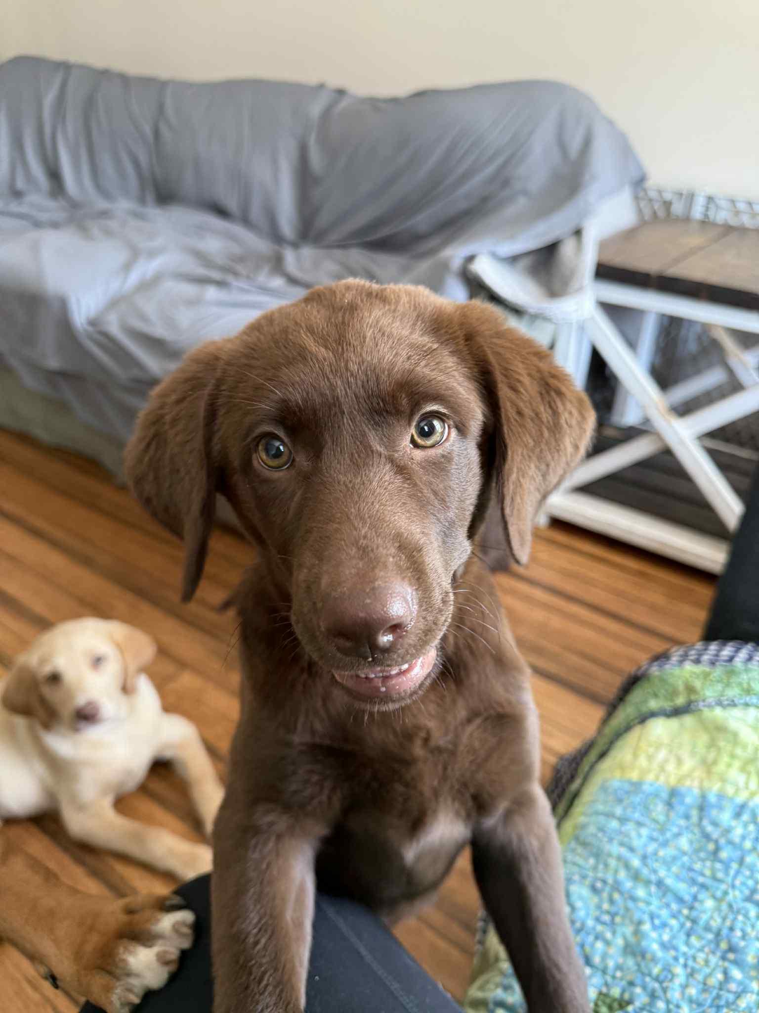 Enlarge Java, a Adopted Labrador Retriever in Shillington, PA image 2/3