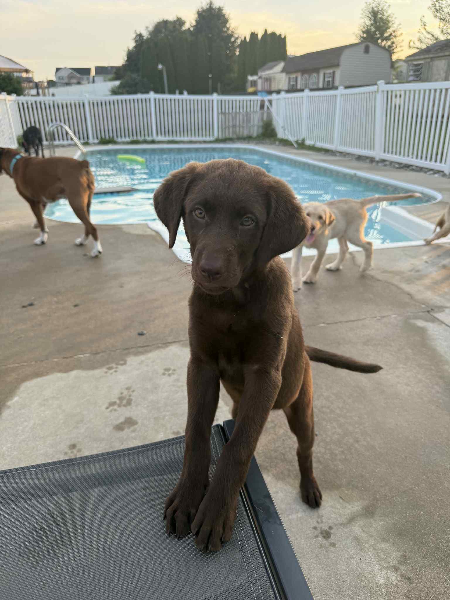 Enlarge Java, a Adopted Labrador Retriever in Shillington, PA image 3/3