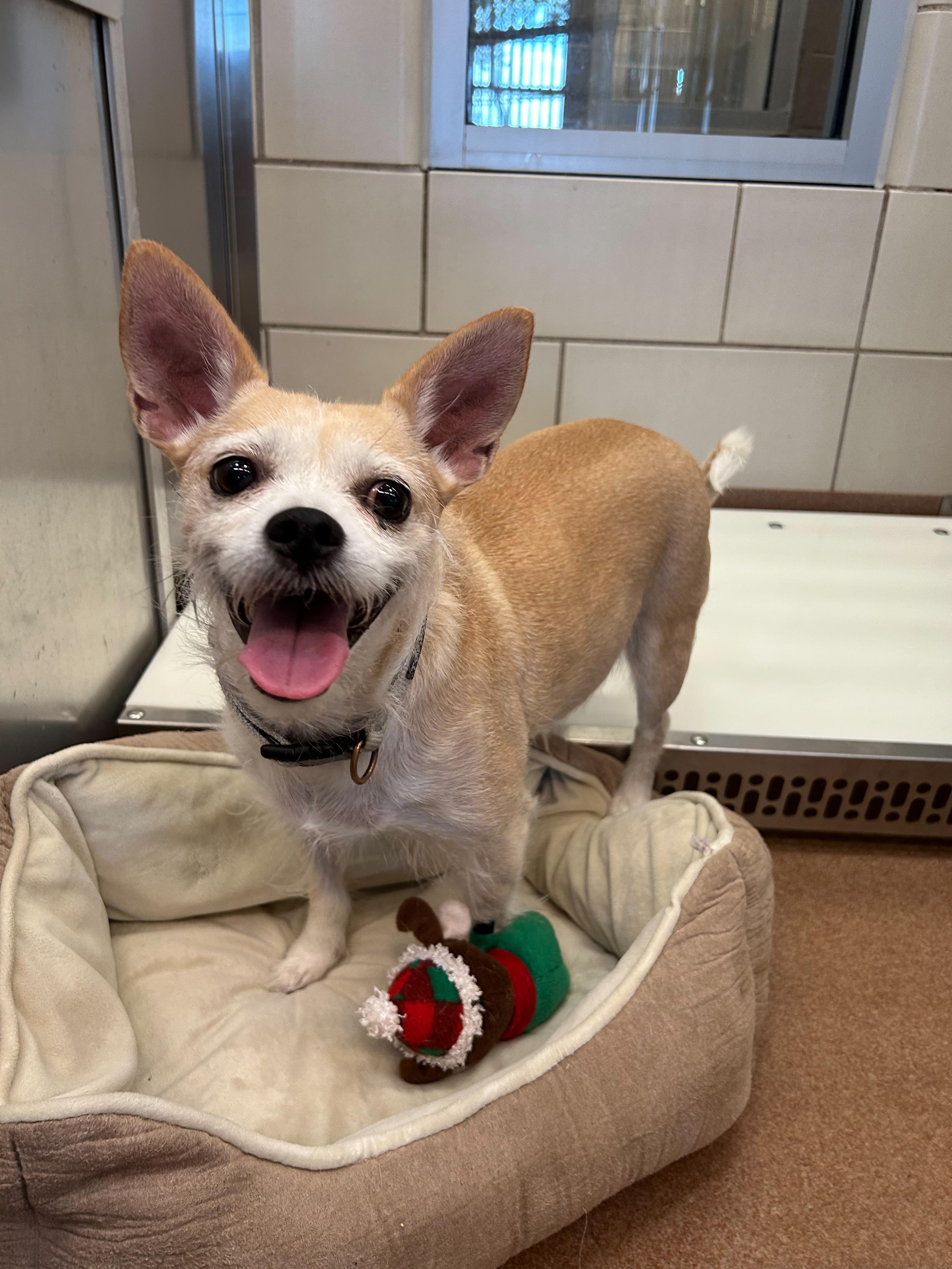 Enlarge Rocky, a Adoptable mixed breed in Portland, ME image 1/1