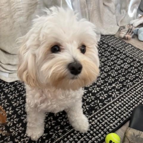 Enlarge Bailey (and Boca), an adopted Maltipoo in Boca Raton, FL image 1/6