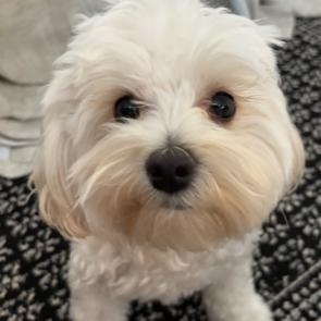 Enlarge Bailey (and Boca), an adopted Maltipoo in Boca Raton, FL image 4/6