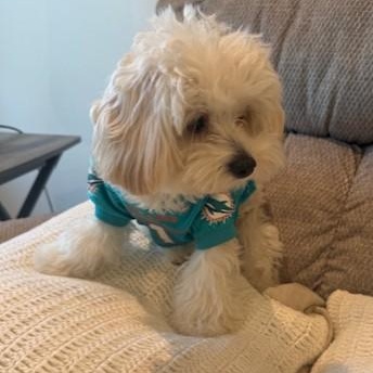 Enlarge Bailey (and Boca), an adopted Maltipoo in Boca Raton, FL image 2/6