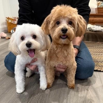 Enlarge Bailey (and Boca), an adopted Maltipoo in Boca Raton, FL image 5/6