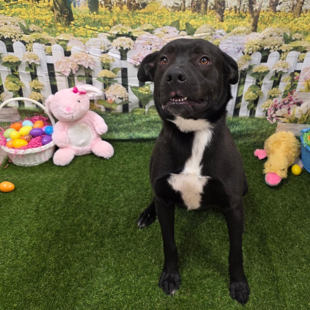 Gizmo, Adoptable, Adult Male Pit Bull Terrier.