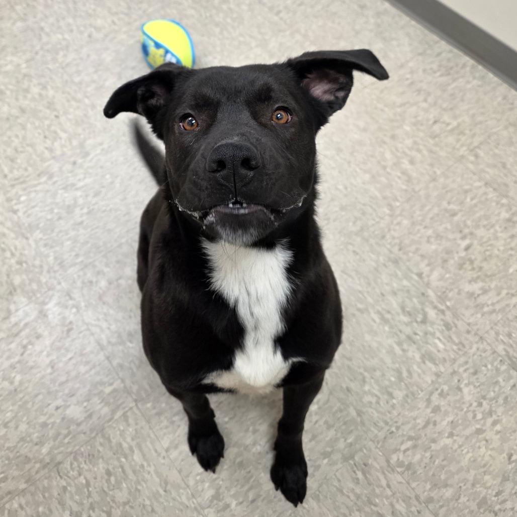 Enlarge Gizmo, a Adoptable mixed breed in Chatham, VA image 2/6