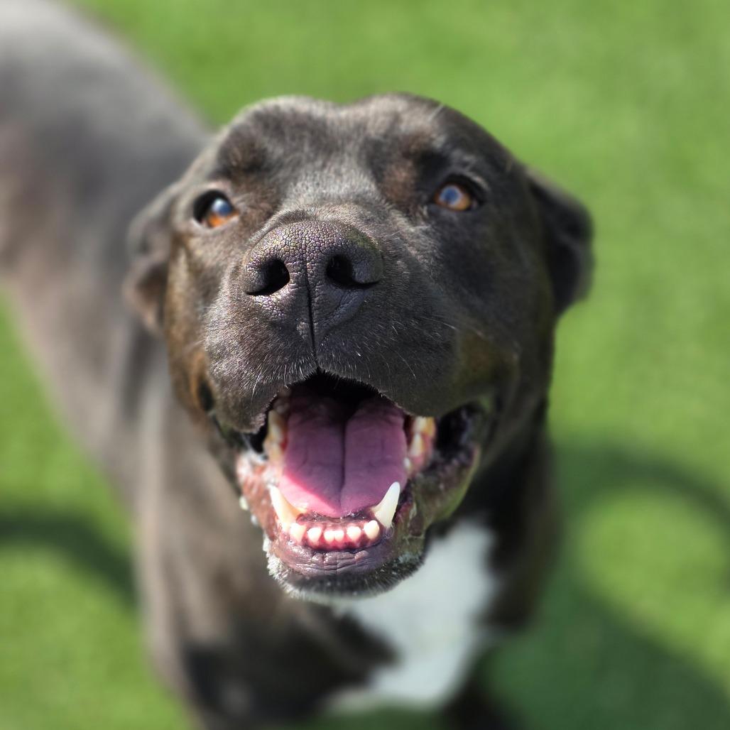 Enlarge Gizmo, a Adoptable mixed breed in Chatham, VA image 2/6