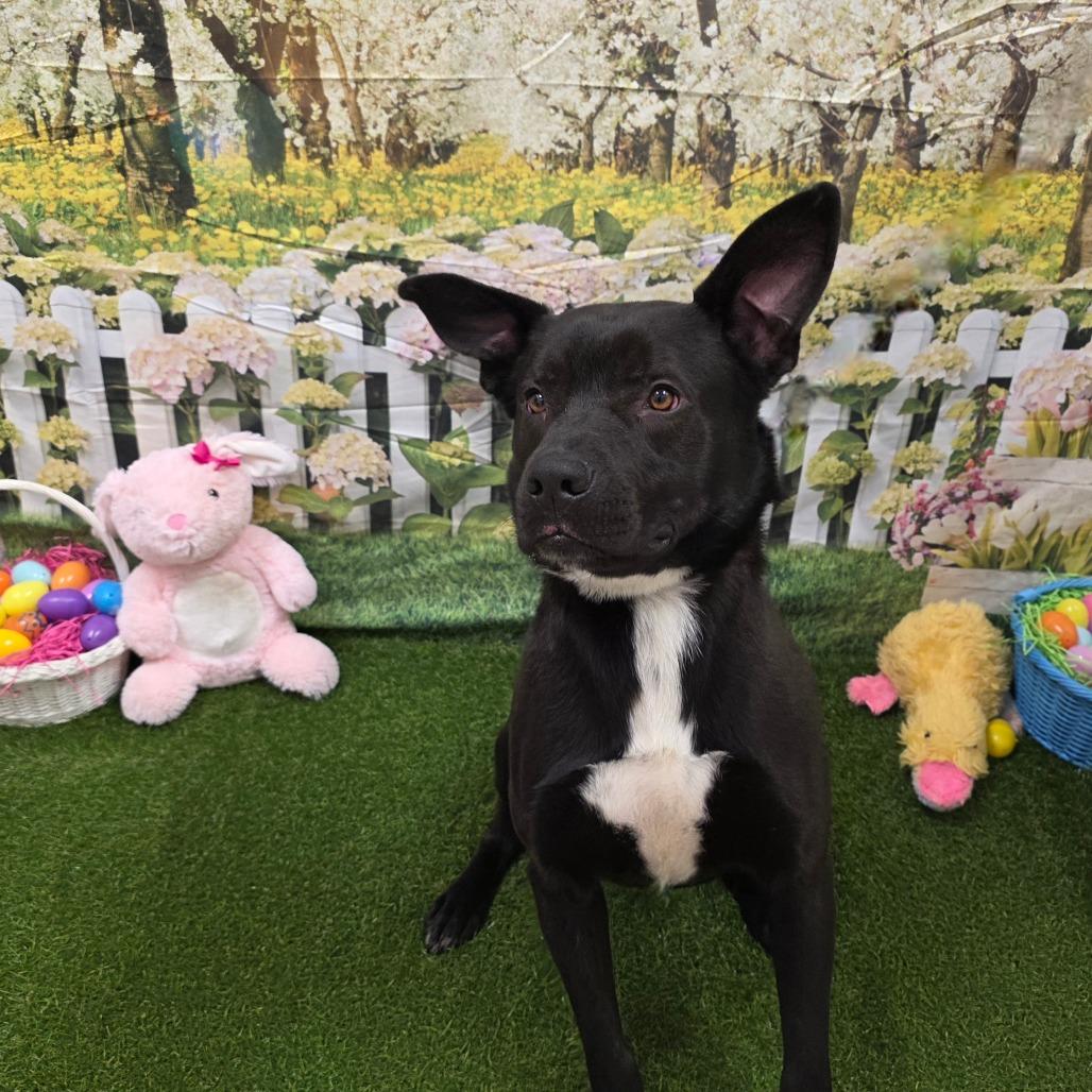 Enlarge Gizmo, a Adoptable mixed breed in Chatham, VA image 3/6