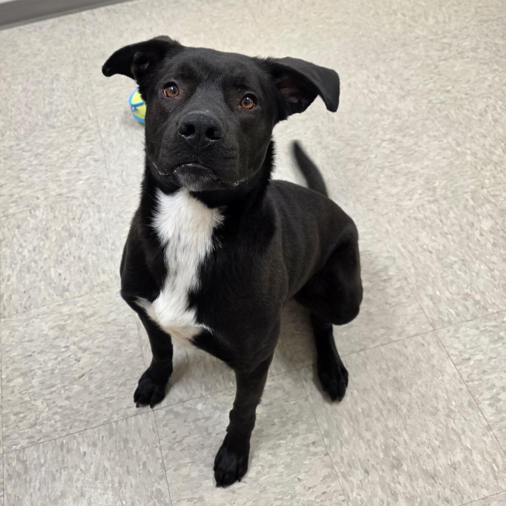 Enlarge Gizmo, a Adoptable mixed breed in Chatham, VA image 4/6