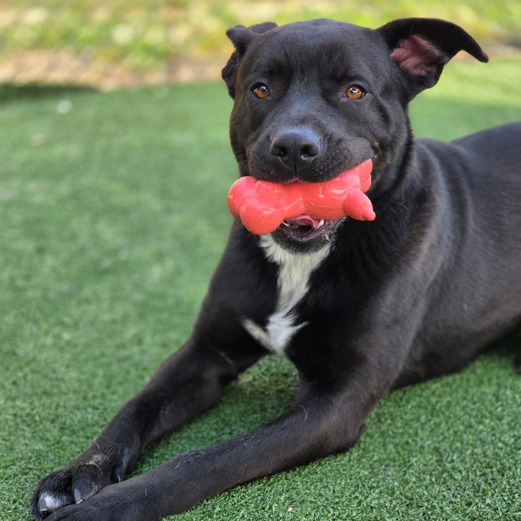Enlarge Gizmo, a Adoptable mixed breed in Chatham, VA image 4/6