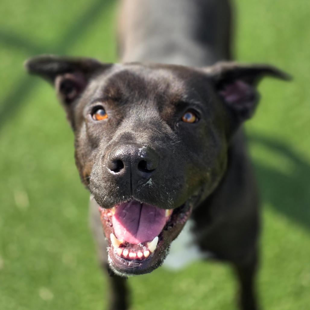 Enlarge Gizmo, a Adoptable mixed breed in Chatham, VA image 5/6