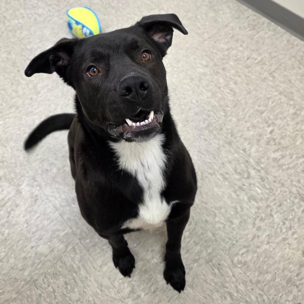 Enlarge Gizmo, a Adoptable mixed breed in Chatham, VA image 5/6