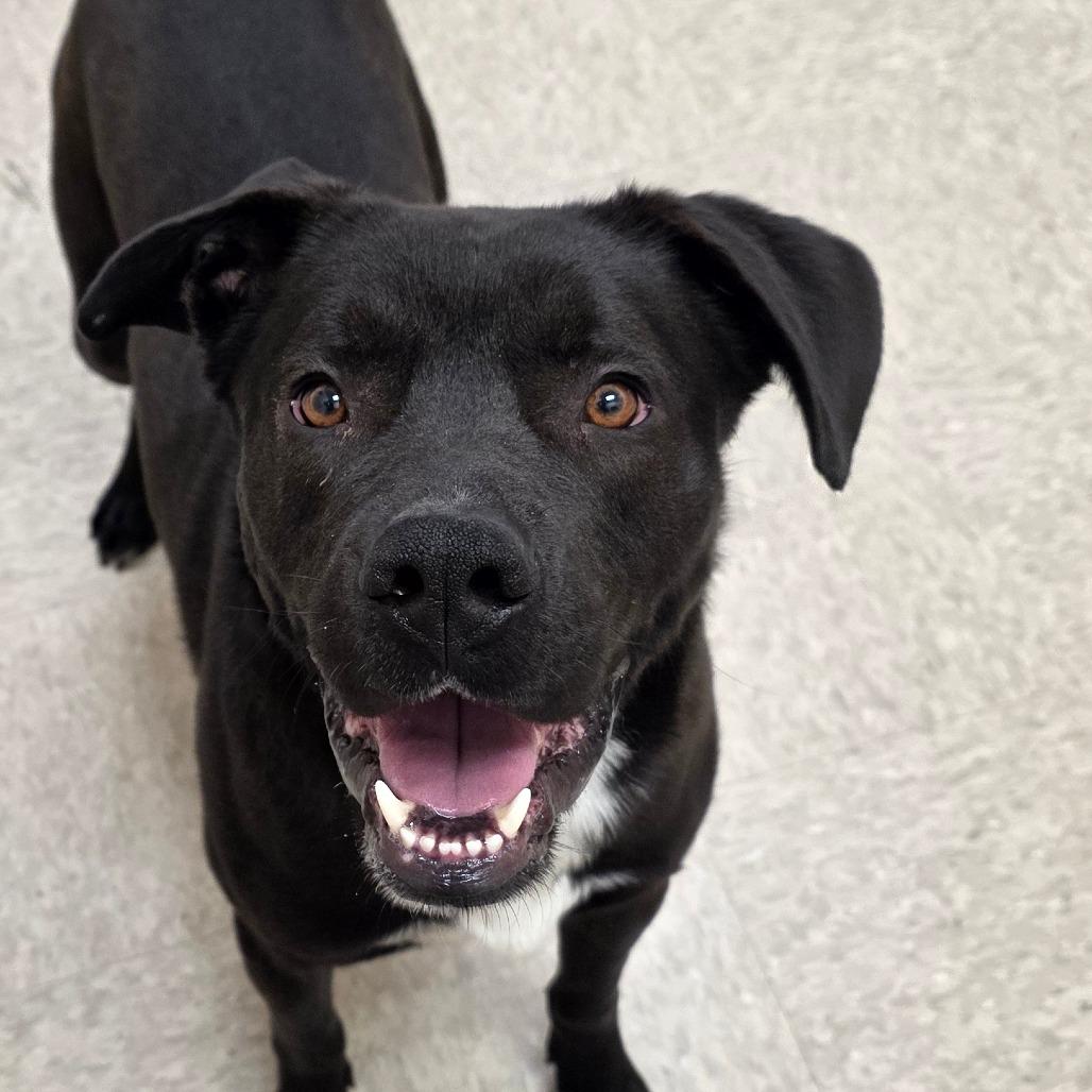 Enlarge Gizmo, a Adoptable mixed breed in Chatham, VA image 6/6