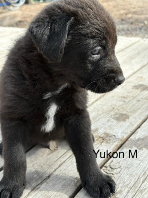Yukon, Adoptable, Adult Male Mixed Breed.