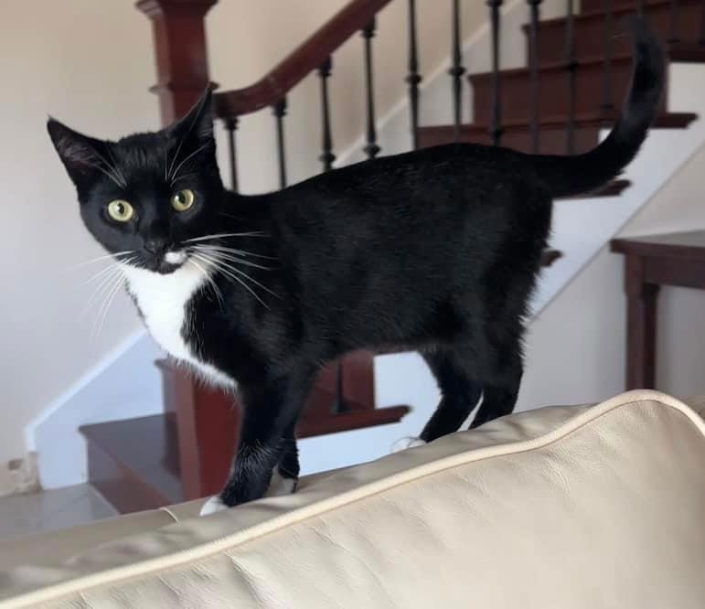 Luna Lovegood, Adoptable, Adult Female Tuxedo & Domestic Short Hair.