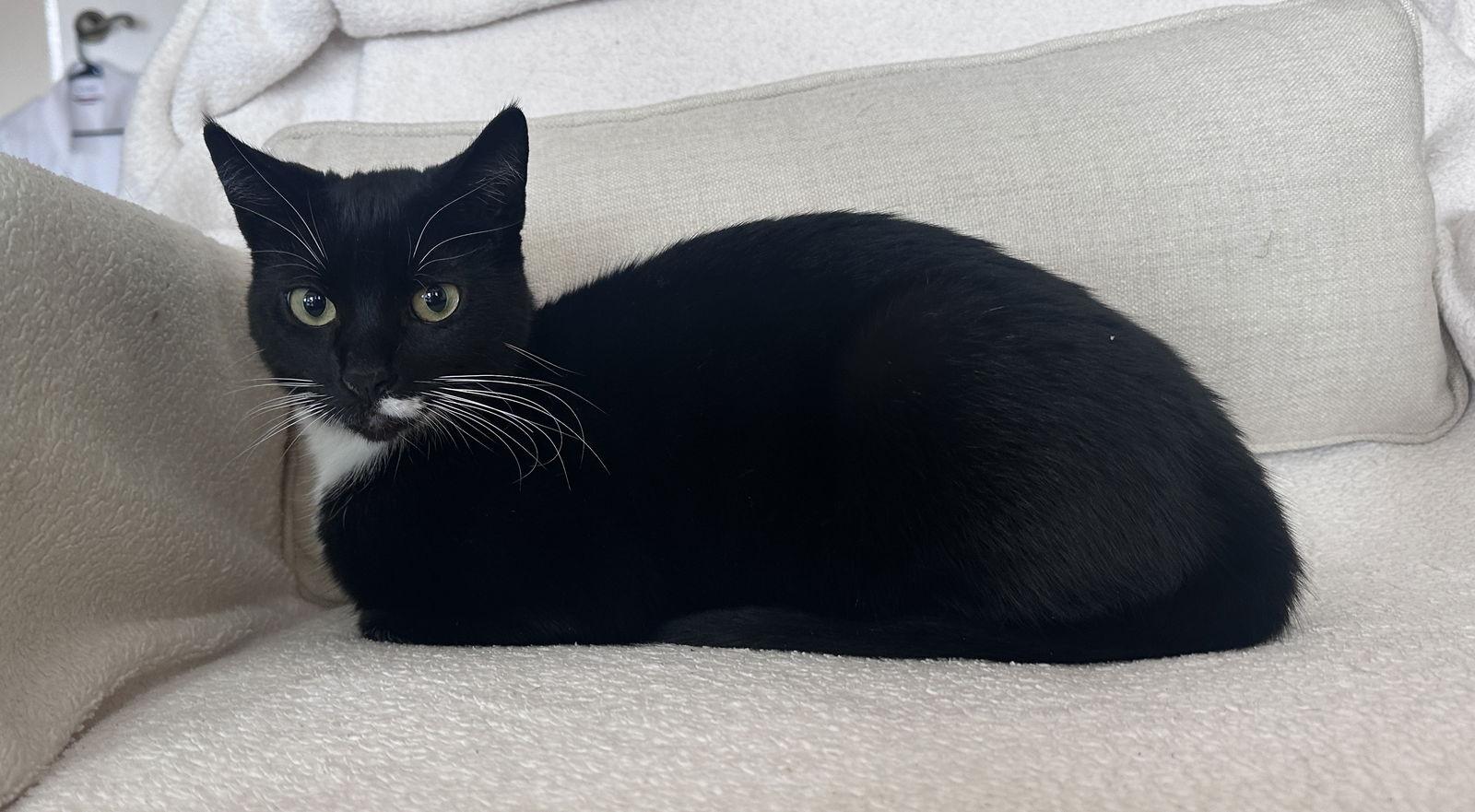 Luna Lovegood, a Adoptable mixed breed in Laguna Niguel, CA image 2/3