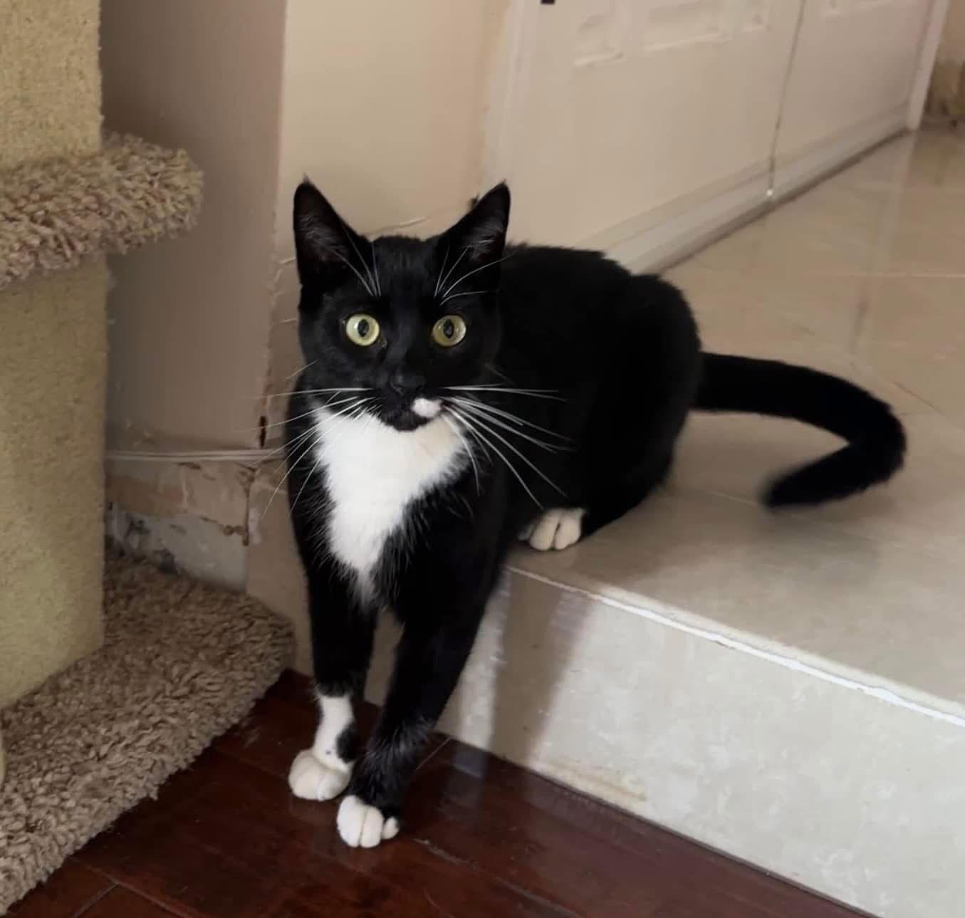 Luna Lovegood, a Adoptable mixed breed in Laguna Niguel, CA image 3/3