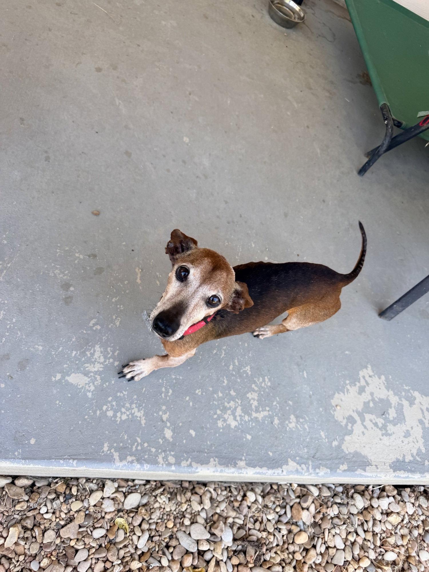 Spencer, Adoptable, Young Male Dachshund & Chihuahua.