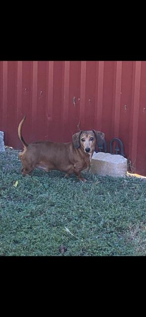 Spencer, a Adoptable mixed breed in Austin, TX image 1/3