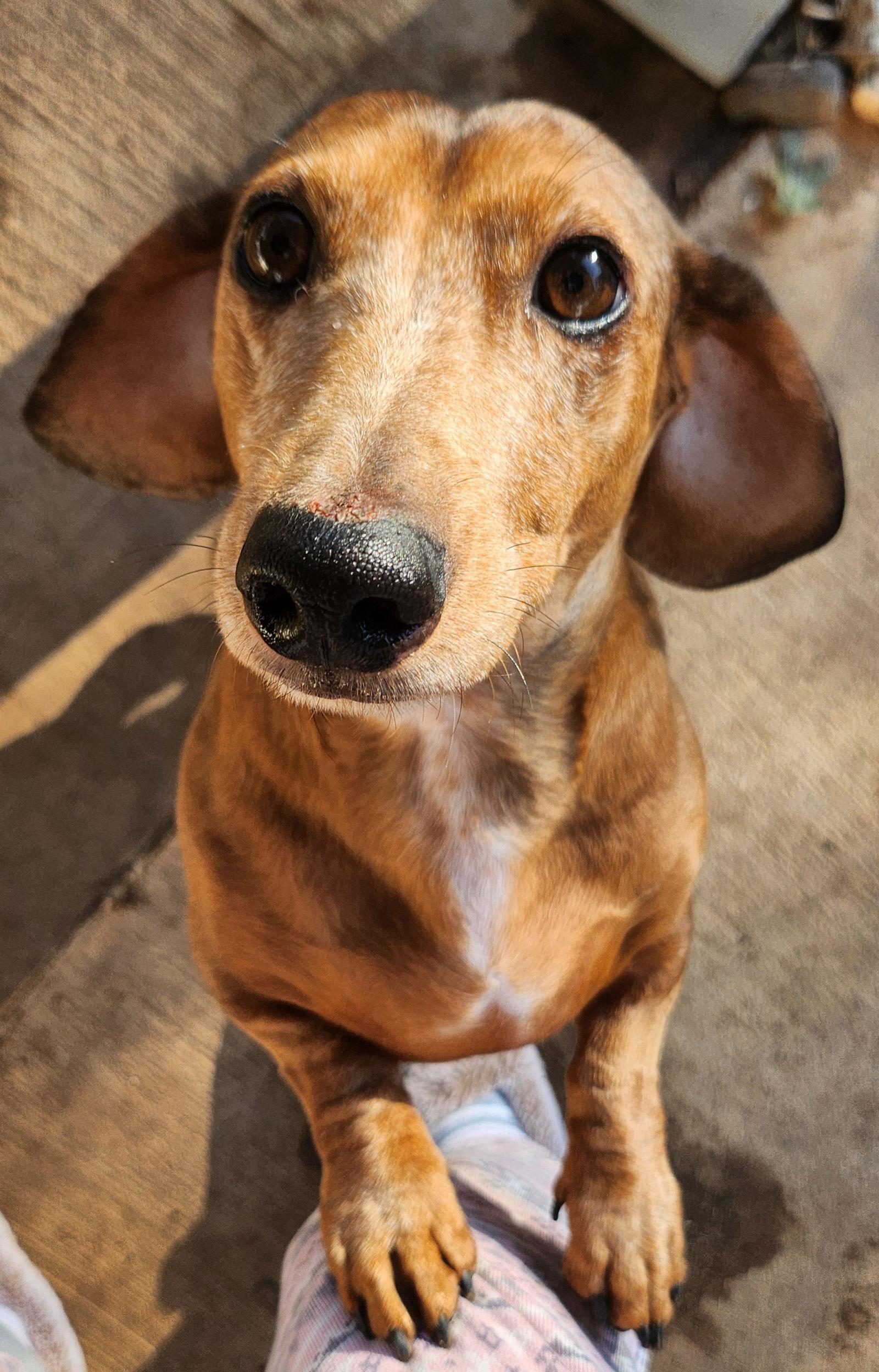 Spencer, a Adoptable mixed breed in Austin, TX image 2/3