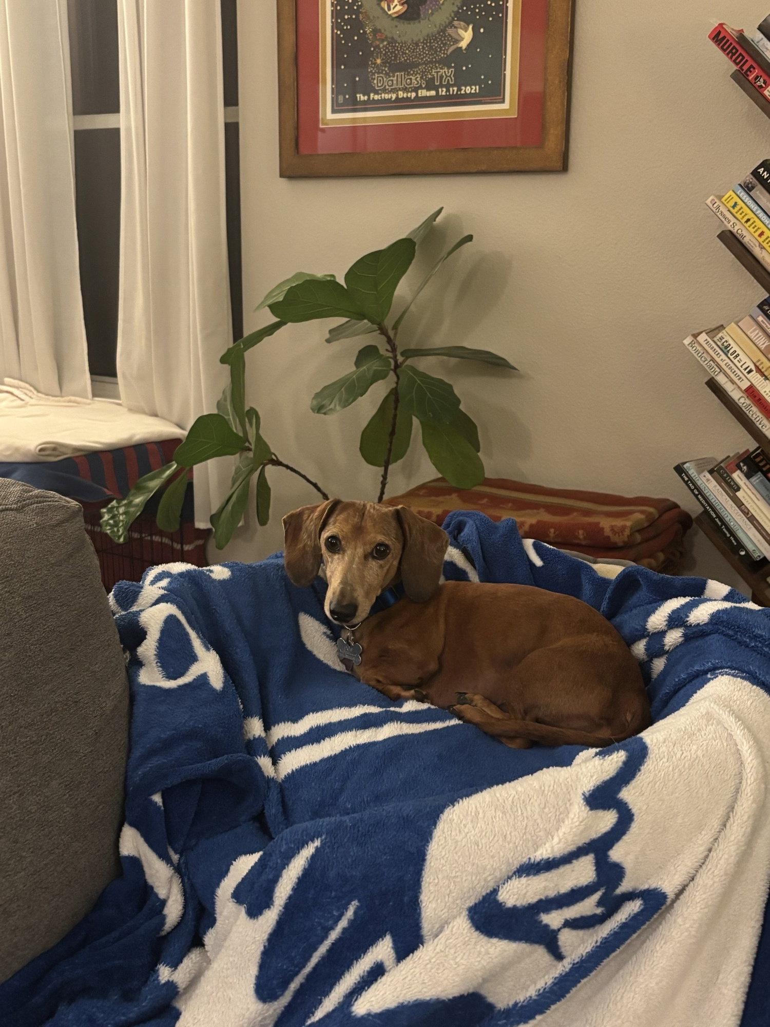 Enlarge Spencer, a Adoptable mixed breed in Austin, TX image 2/3
