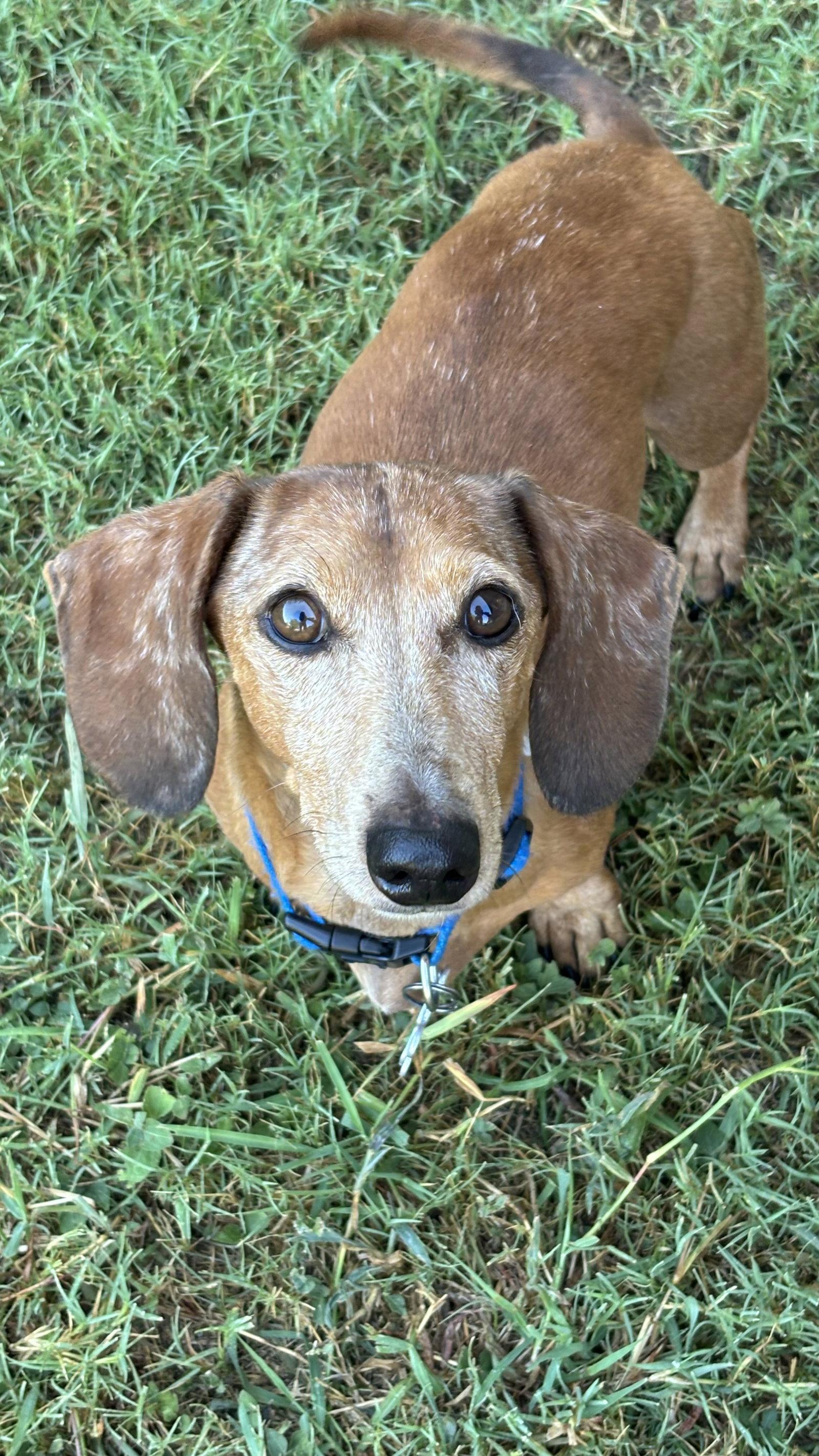 Enlarge Spencer, a Adoptable mixed breed in Austin, TX image 3/3