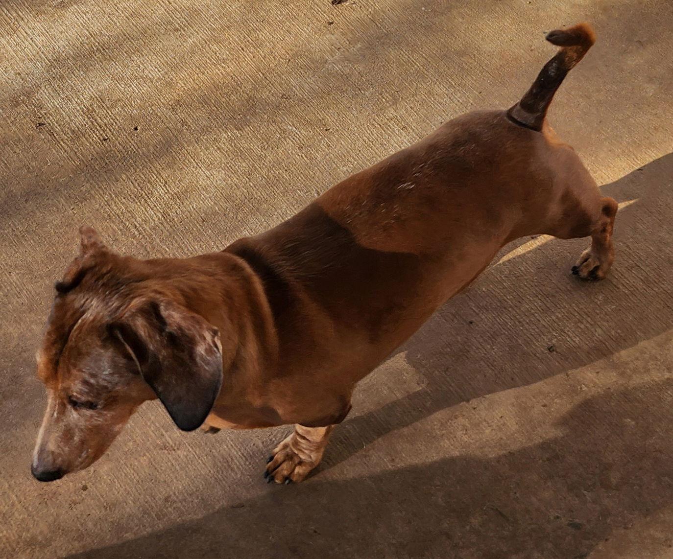 Spencer, a Adoptable mixed breed in Austin, TX image 3/3