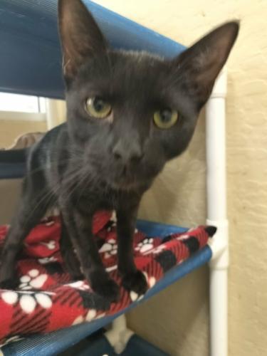 Spice — thumbnail 2