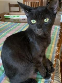 Spice — thumbnail 4