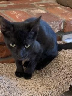 Spice — thumbnail 5