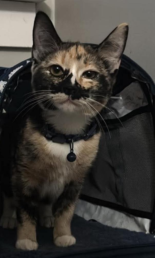 Enlarge Alysa Liu Liu, a Adoptable Calico in Clarksville, TN image 3/4