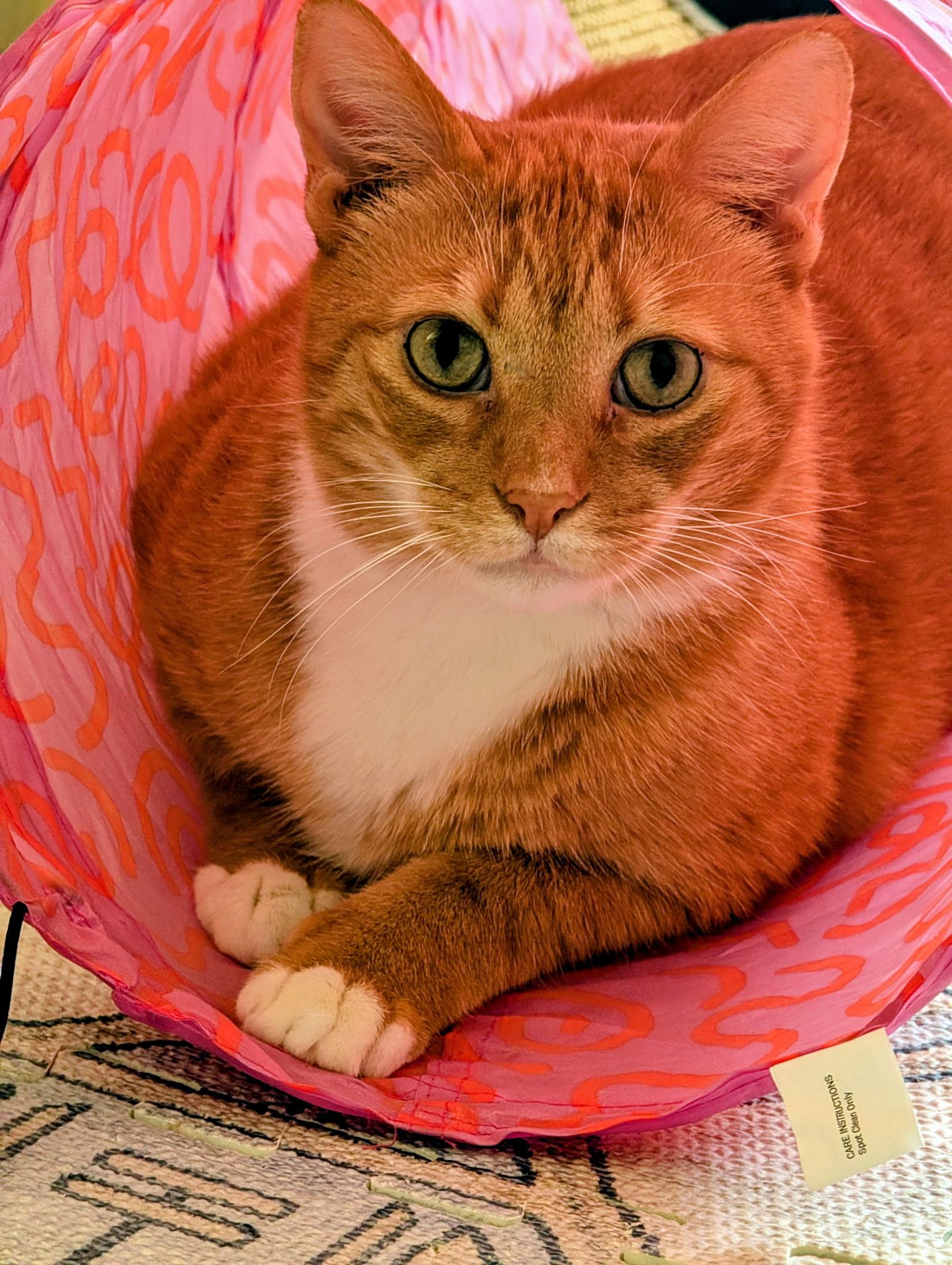 Ginger, a Adoptable mixed breed in Sanford, NC image 1/5