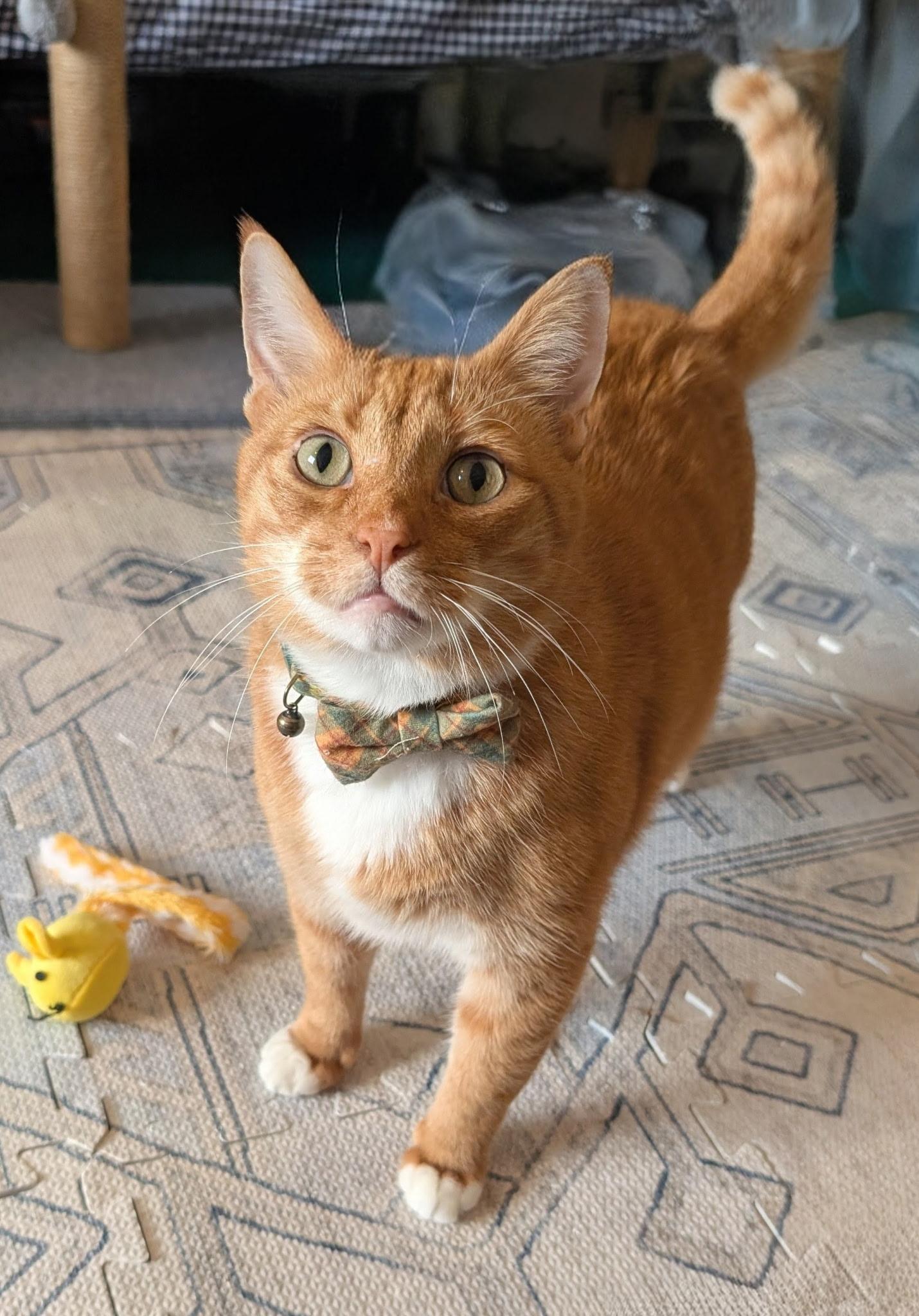 Ginger, a Adoptable mixed breed in Sanford, NC image 2/5