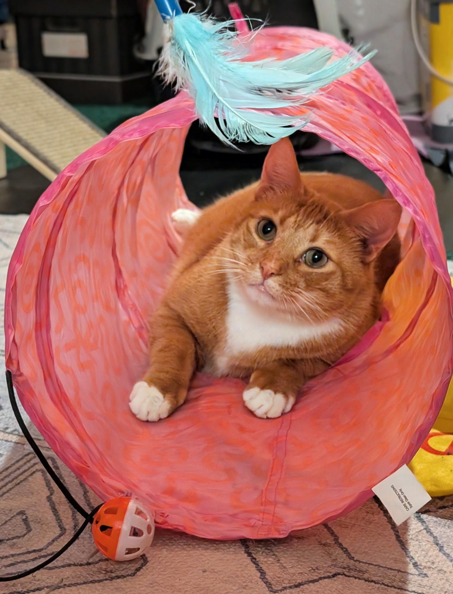 Ginger, a Adoptable mixed breed in Sanford, NC image 3/5