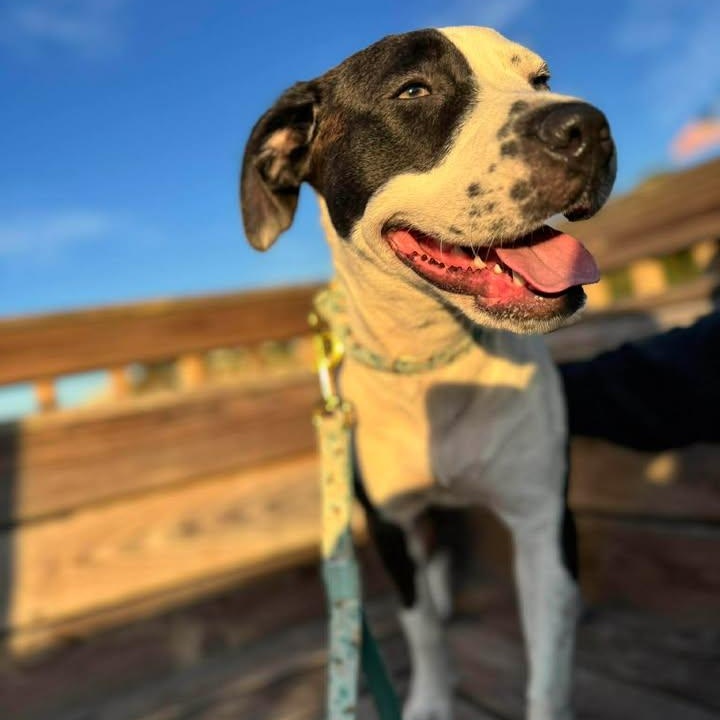 Enlarge Daisy , a ADOPTABLE mixed breed in Myrtle Beach, SC image 3/4