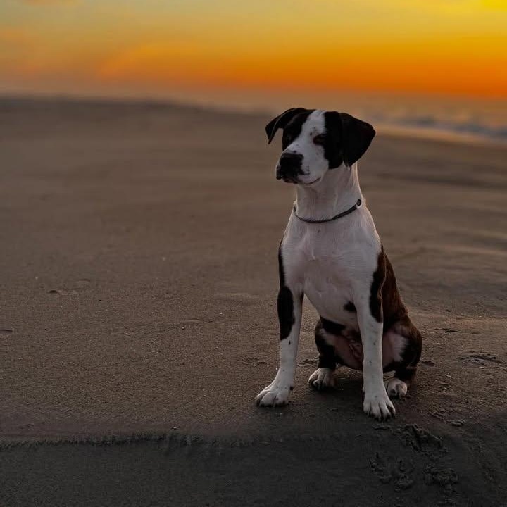 Enlarge Daisy , a ADOPTABLE mixed breed in Myrtle Beach, SC image 2/4