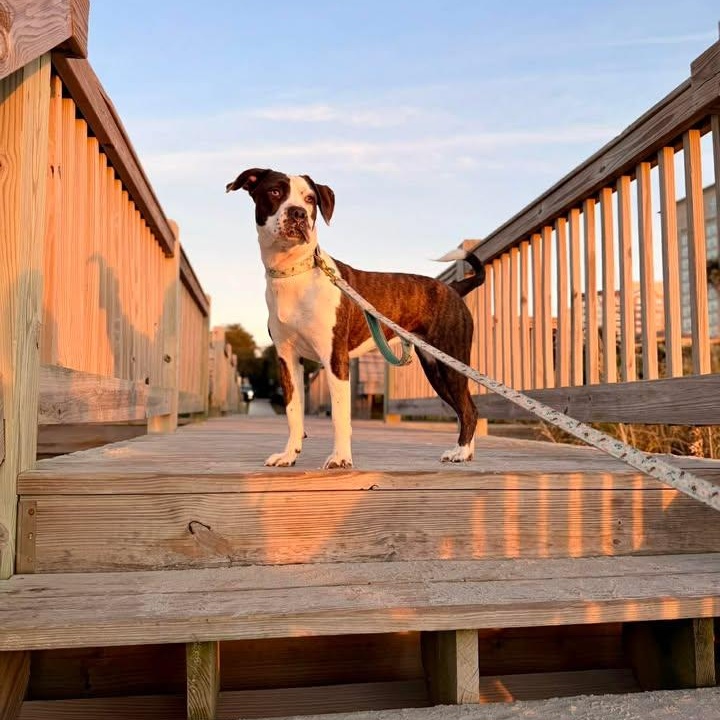 Enlarge Daisy , a ADOPTABLE mixed breed in Myrtle Beach, SC image 4/4