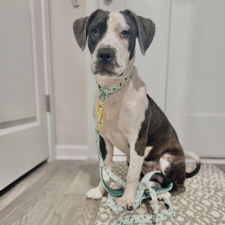 Enlarge Daisy , a ADOPTABLE mixed breed in Myrtle Beach, SC image 1/4