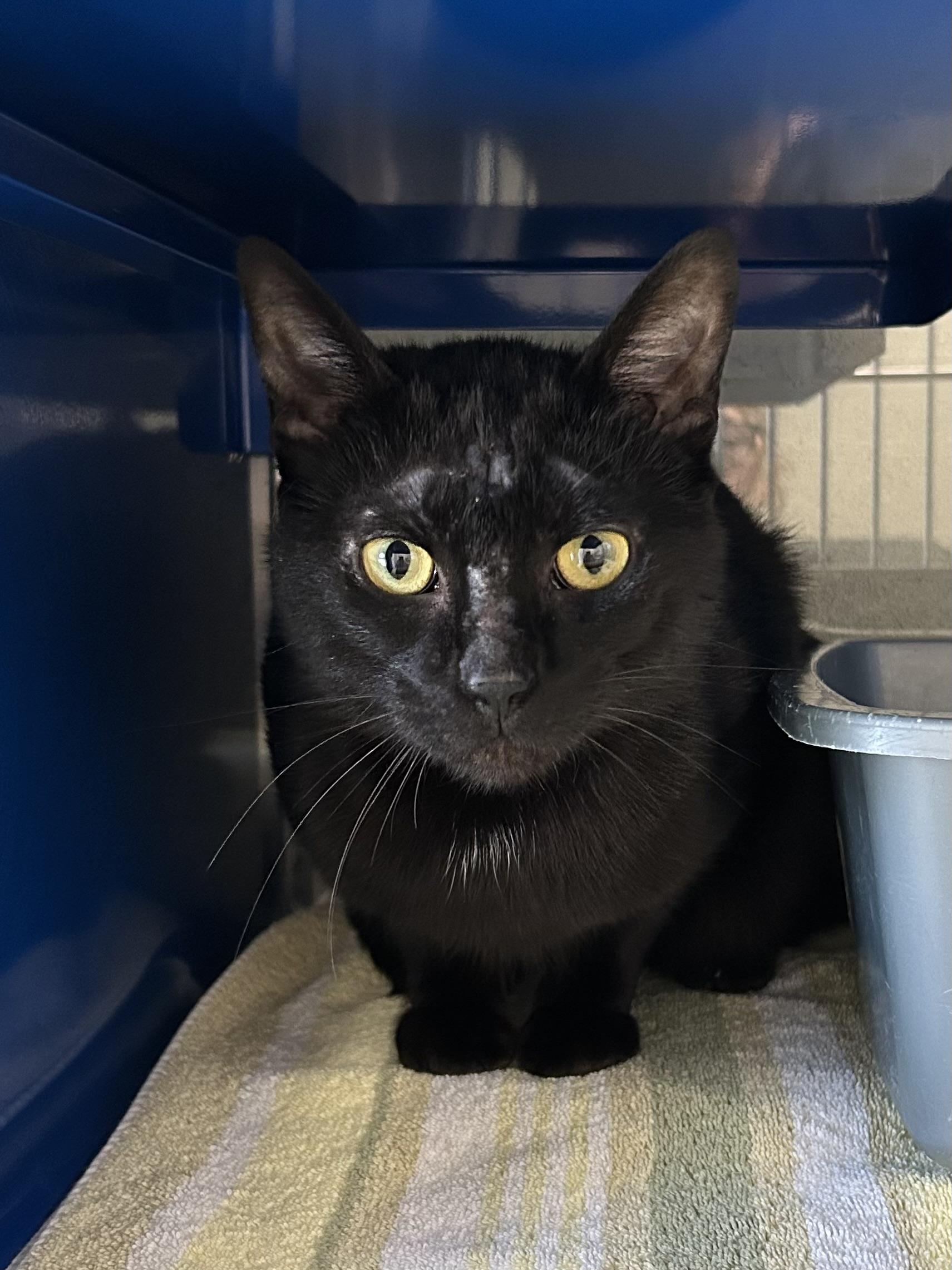 Mr. Peanut, ADOPTABLE, Adult Male Domestic Short Hair.