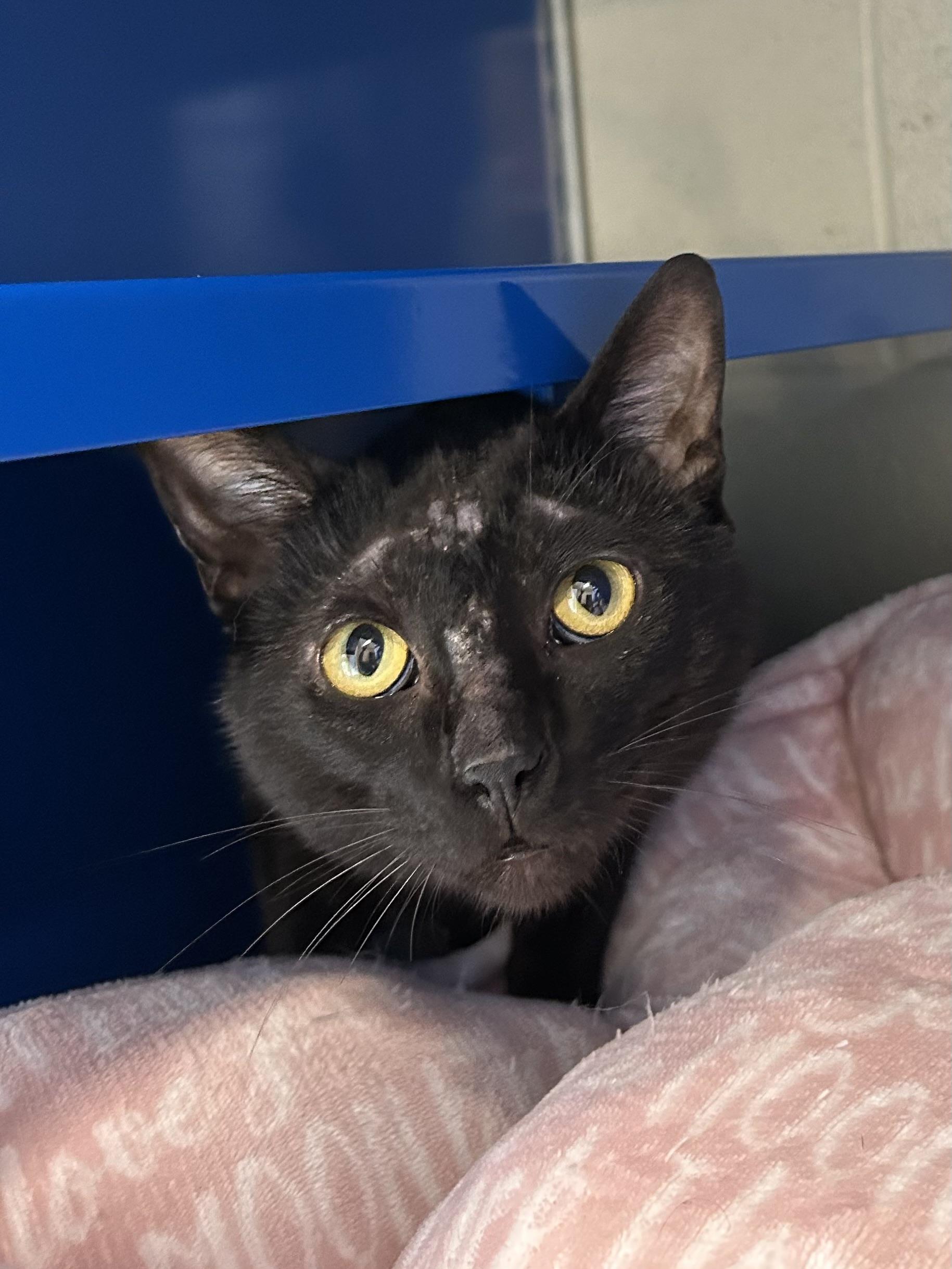 Enlarge Mr. Peanut, a ADOPTABLE Domestic Short Hair in Caledon, ON image 2/3
