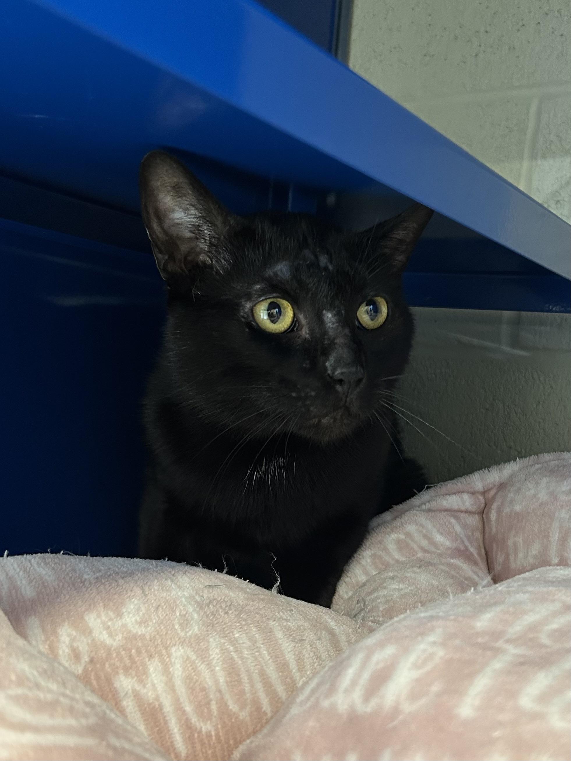 Enlarge Mr. Peanut, a ADOPTABLE Domestic Short Hair in Caledon, ON image 3/3