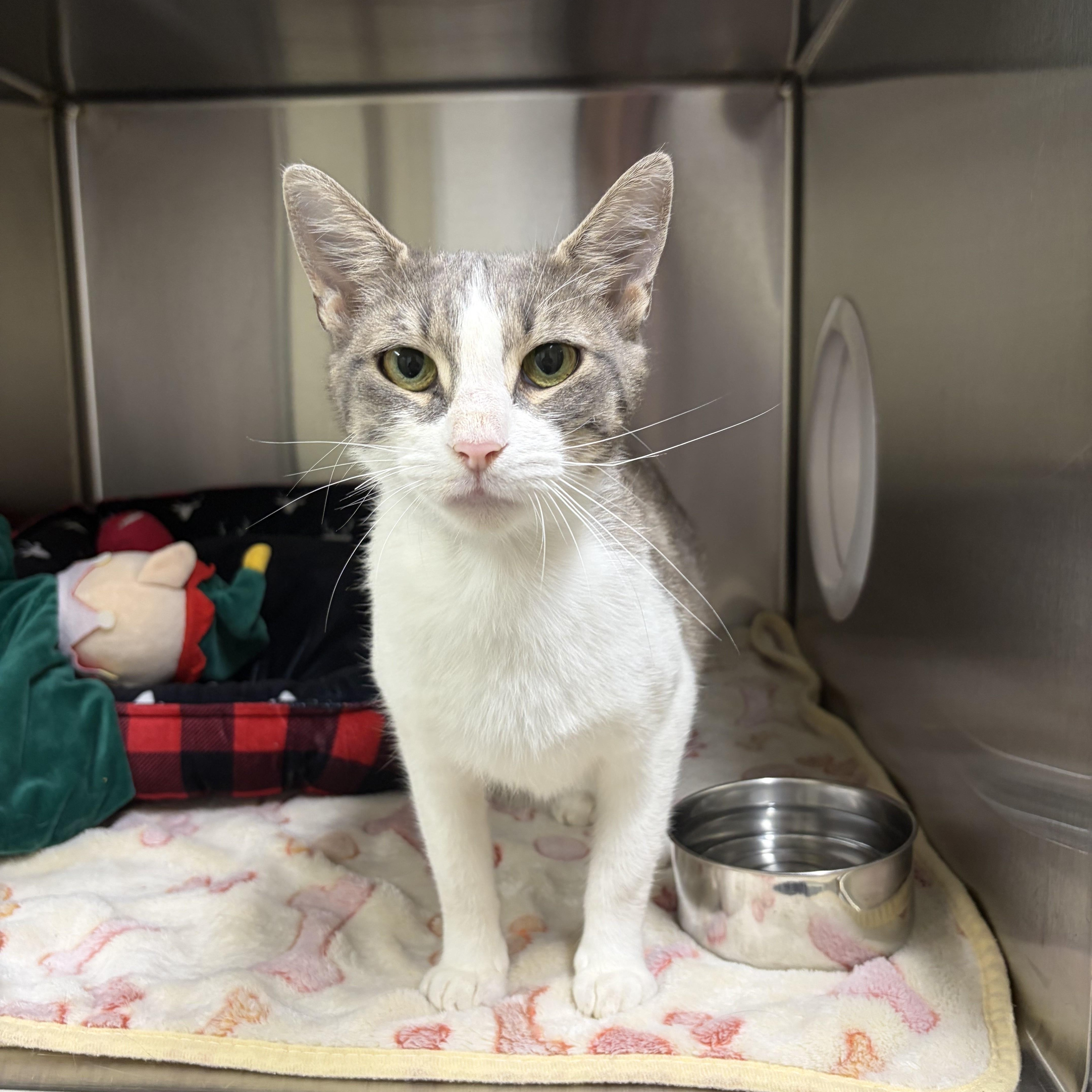 Link, ADOPTABLE, Adult Female Domestic Short Hair.
