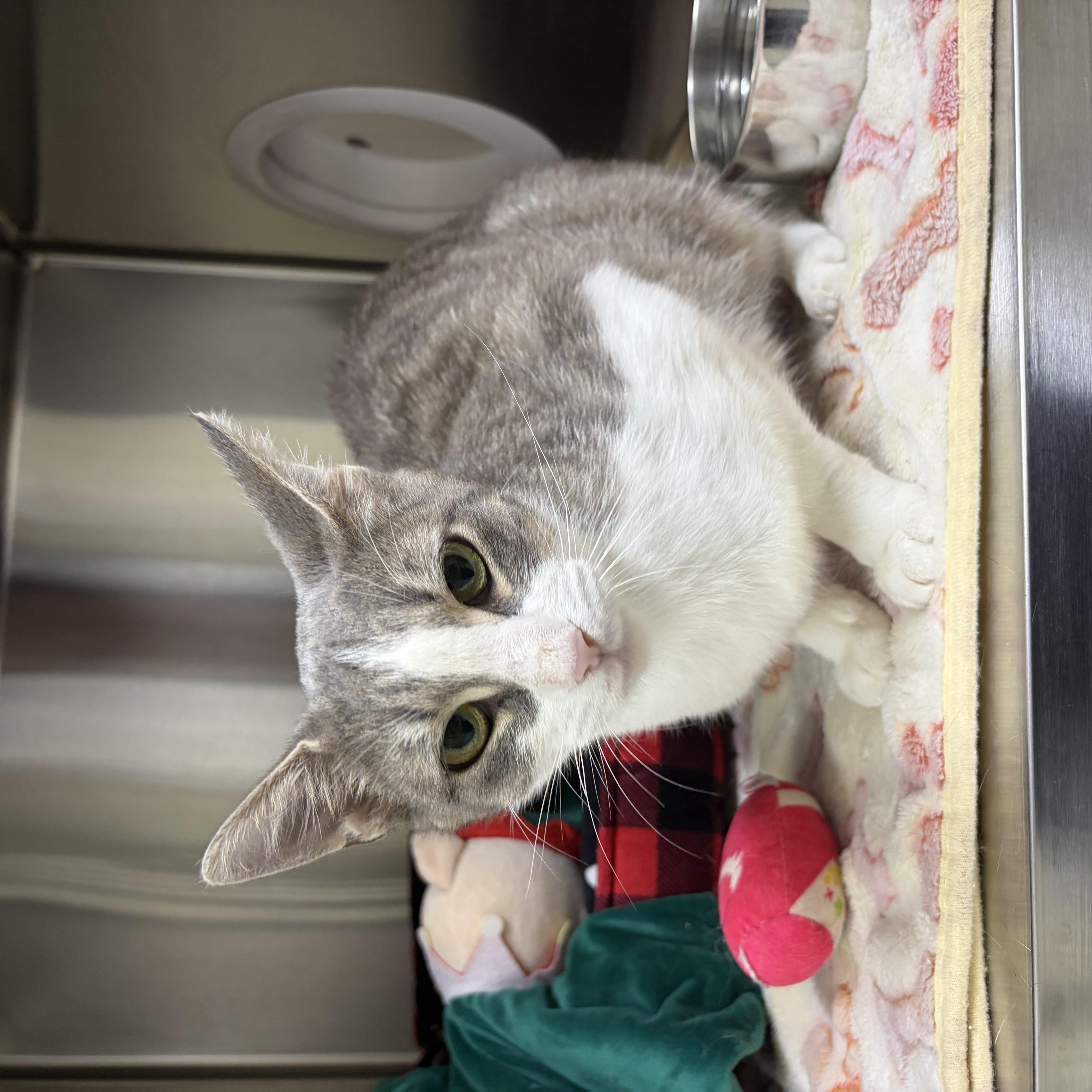 Link, a ADOPTABLE Domestic Short Hair in Caledon, ON image 2/2