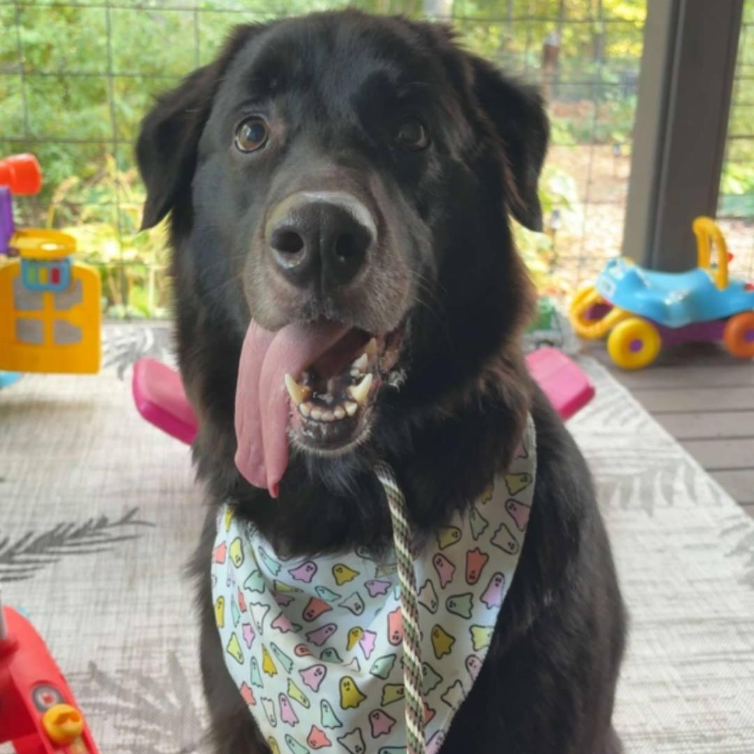 Darwin, Adoptable, Adult Male Great Pyrenees & Black Labrador Retriever.