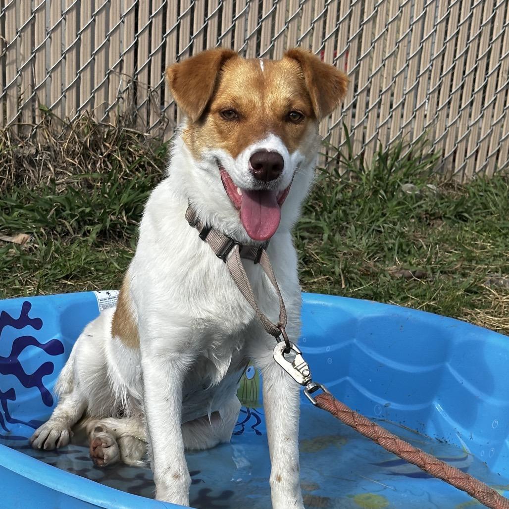 Macadamia Nut, Adoptable, Adult Female Retriever.