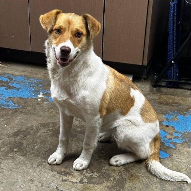 Enlarge Macadamia Nut, a Adoptable Retriever in West Point, MS image 2/4