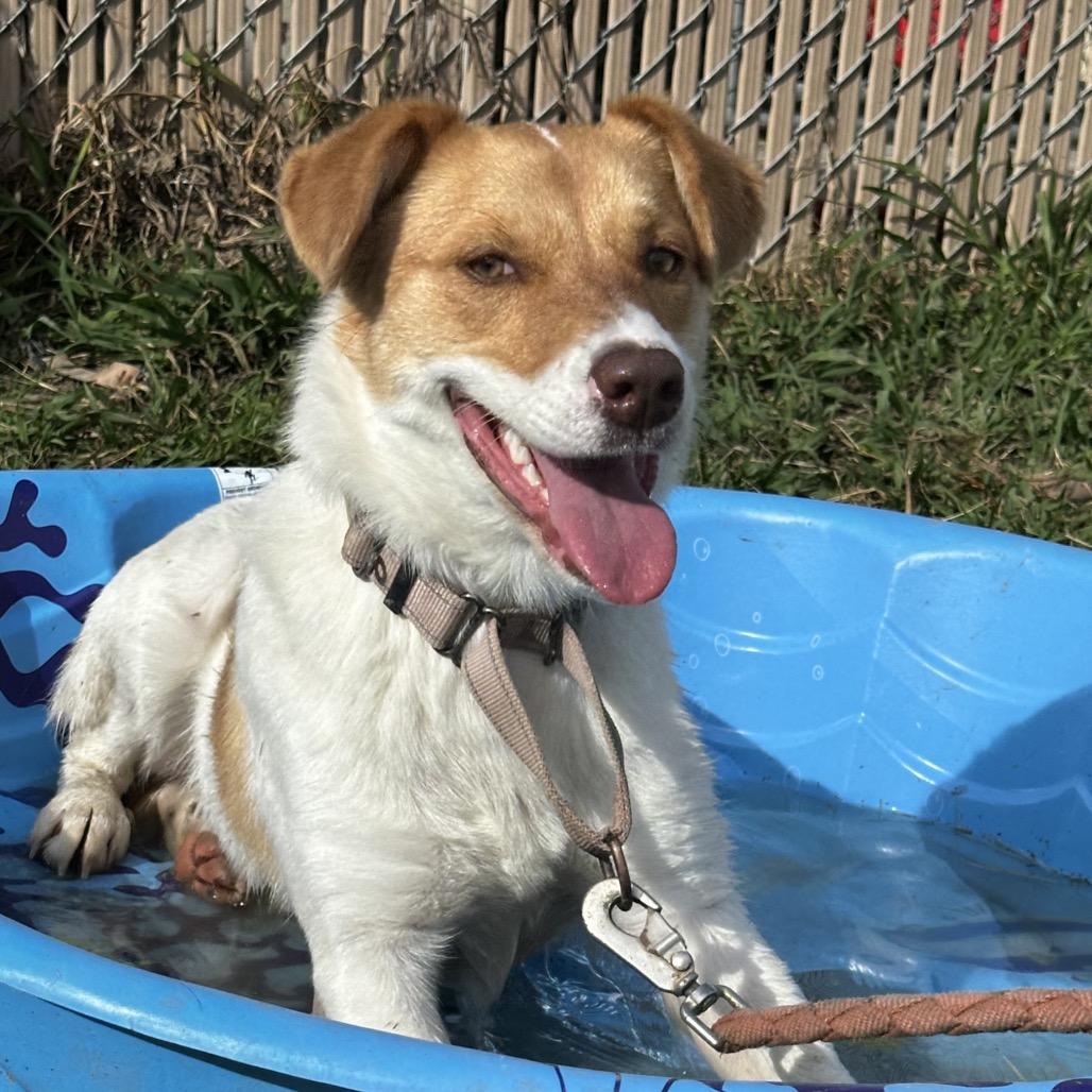Enlarge Macadamia Nut, a Adoptable Retriever in West Point, MS image 3/4