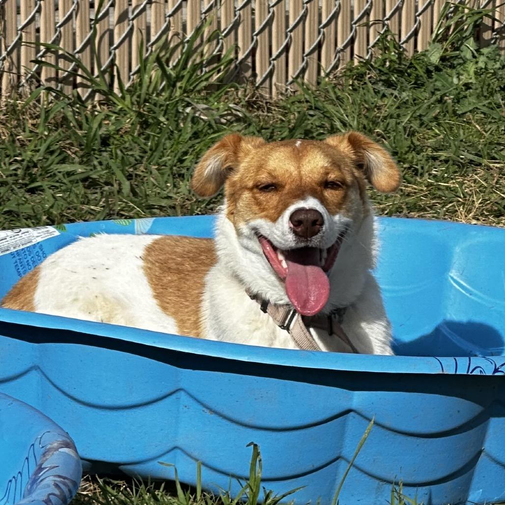 Enlarge Macadamia Nut, a Adoptable Retriever in West Point, MS image 4/4