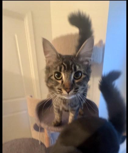 Penny (Must be adopted with Odie), Adoptable, Kitten Female Domestic Long Hair & Domestic Short Hair.