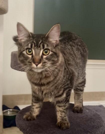 Penny (Must be adopted with Odie), a Adoptable mixed breed in Hillsboro, OR image 2/3